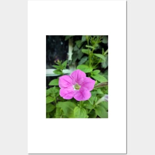 Petunia in front of the window Posters and Art